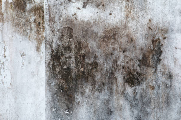 Eastwood, MI Mold Removal Company