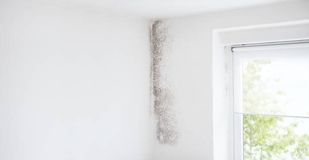 Best Mold Remediation for Healthcare Facilities  in Eastwood, MI
