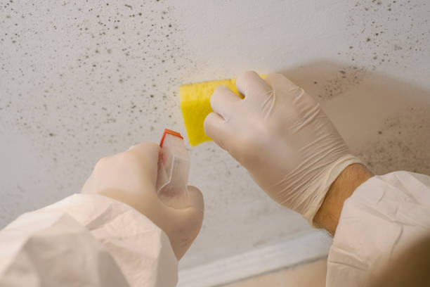 Best Residential Mold Inspection & Testing  in Eastwood, MI
