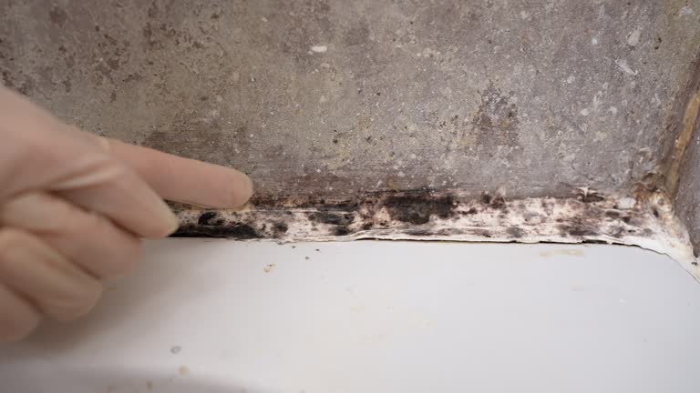 Mold Removal for HVAC Installations in Eastwood, MI
